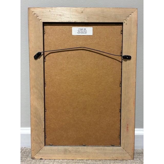 Late 20th Century Vintage Matricaria Parthenium Feverfew Botanical Print in Black & Gold Wood Frame For Sale - Image 5 of 5
