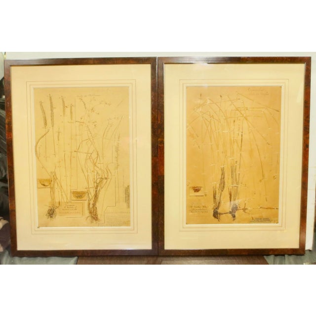 Framed Botanical Specimens French 1920s-A Pair of 2 For Sale - Image 10 of 10