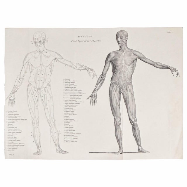 ABOUT THE WORKS: A striking matched pair of monochrome anatomy engravings with strong graphic presence and an elegantly...