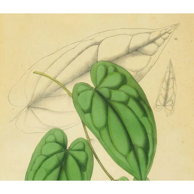 19th Century Hand-Colored Lithograph of a Black Pepper Plant by Nathaniel Wallich For Sale - Image 4 of 6