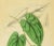 19th Century Hand-Colored Lithograph of a Black Pepper Plant by Nathaniel Wallich For Sale - Image 4 of 6