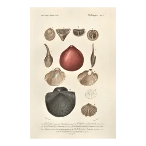 1860 Hand-Colored Antique French Seashell Lithograph