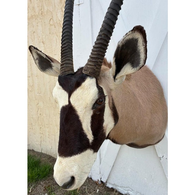 1990s Huge African Gemsbok Oryx Antelope Shoulder Mount Taxidermy South Africa For Sale - Image 5 of 17