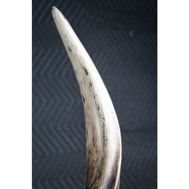 Mid 20th Century Faux Kudu African Antler Horn Sculpture on Stand For Sale - Image 4 of 9