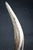 Mid 20th Century Faux Kudu African Antler Horn Sculpture on Stand For Sale - Image 4 of 9