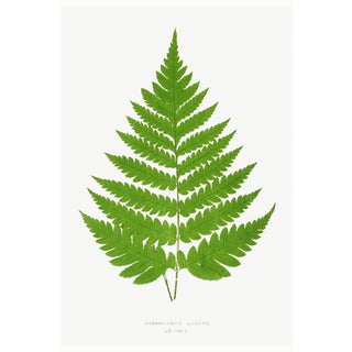 Vintage Fern Botanical Art Print Reproduction, 16" X 24" For Sale
