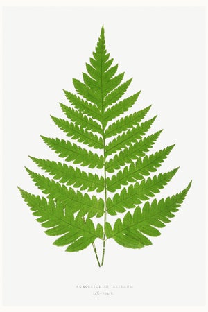 Vintage Fern Botanical Art Print Reproduction, 16" X 24"