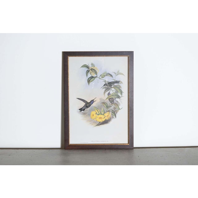 Mr John Gould's tropical framed Bird prints 1955 taken from his limited edition of 1000. The most celebrated British...