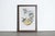 Mr John Gould's tropical framed Bird prints 1955 taken from his limited edition of 1000. The most celebrated British...