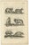 Antique print of various animals; Cercopithecus Sagovin Clusy (Guenon species) - Mapach (Racoon) - Cercopithecus Barbatus...
