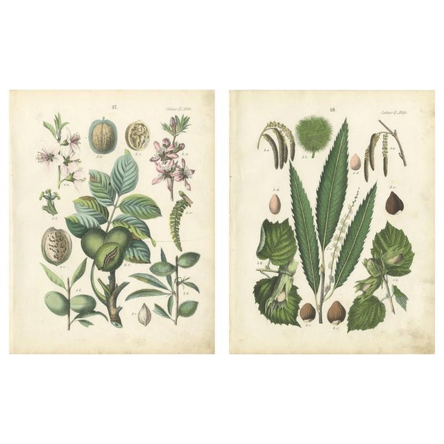 Dr. Calwer, Walnut and Chestnut, 1854, Chromolithographs on Paper, Set of 2 For Sale - Image 9 of 9