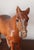 American Hubley Cast Iron Horse on Base For Sale - Image 3 of 7