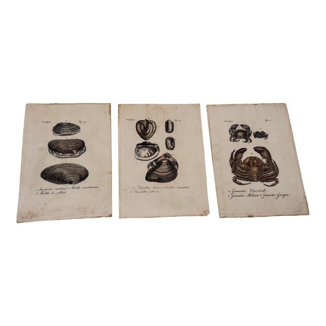 Antique Italian Natural History Prints Conchiglie & Crostacei - Set of 3 For Sale
