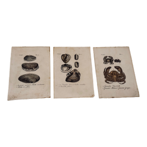 Antique Italian Natural History Prints Conchiglie & Crostacei - Set of 3