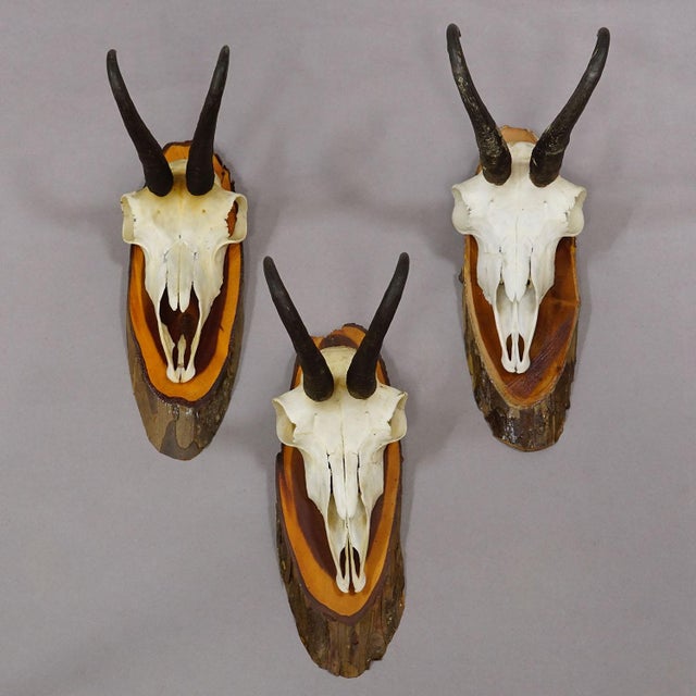 Vintage Set of Six Chamois Trophies on Wooden Plaques, Germany Ca. 1970s For Sale - Image 6 of 7
