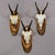 Vintage Set of Six Chamois Trophies on Wooden Plaques, Germany Ca. 1970s For Sale - Image 6 of 7