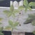 1900 - 1909 Unsigned Oil on Canvas Floral Painting of Garden Hollyhocks With Bees C1900 For Sale - Image 5 of 17