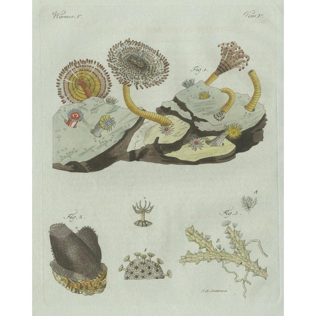Bertuch, Marine Worms and Polyps, 1805, Engraving For Sale - Image 3 of 9