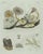 Bertuch, Marine Worms and Polyps, 1805, Engraving For Sale - Image 3 of 9