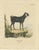 Late 18th Century Schreber, A Goat, 1775, Print For Sale - Image 5 of 5