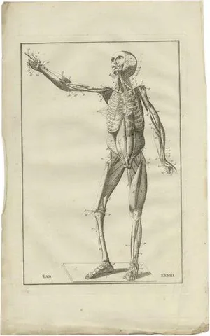 Bartolomeo Eustachi, Anatomy Illustration of the Muscular System, 1798, Print