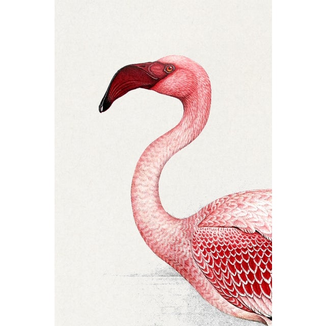 Lesser Flamingo by C. G. Finch-Davies, Vintage Reproduction Bird Art Print, 32" × 48" For Sale In Buffalo - Image 6 of 10