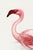 Lesser Flamingo by C. G. Finch-Davies, Vintage Reproduction Bird Art Print, 32" × 48" For Sale In Buffalo - Image 6 of 10