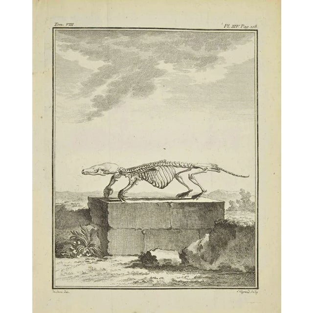 Skeleton is an etching realized in 1771 by Louis Legrand (1723-1807). Signed in flat. The Artwork Belongs to the Suite...