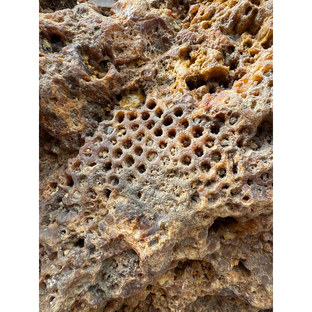 Early 21st Century Large Petrified Coral Sculpture by Xyleia Petrified Wood For Sale - Image 5 of 9