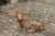 Metal Vintage American Concrete Reclining Deer Sculpture with Iron Antlers and Patina For Sale - Image 7 of 11