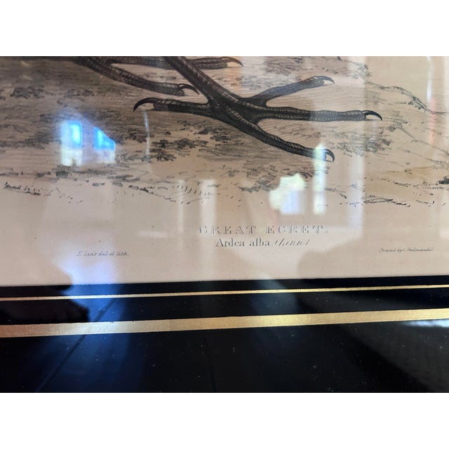Rare Edward Lear Great Egret Hand-Colored Lithograph, John Gould, 1830s For Sale In Savannah - Image 6 of 12