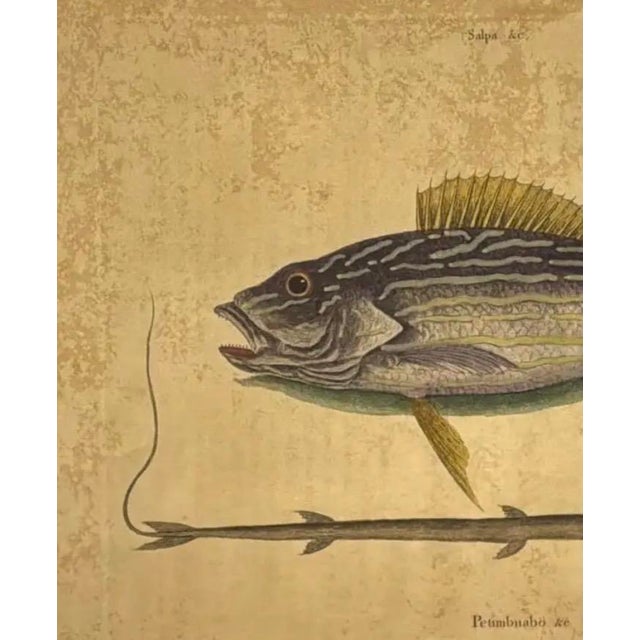 18th Century Mark Catesby Engraving, "The Lane-Snapper and the Tobaccopipe Fish" For Sale - Image 5 of 8