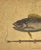 18th Century Mark Catesby Engraving, "The Lane-Snapper and the Tobaccopipe Fish" For Sale - Image 5 of 8