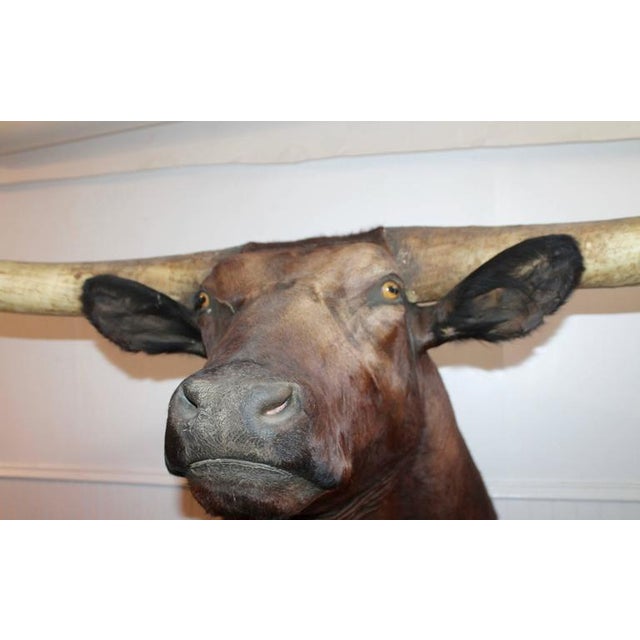 Rustic Mid 20th Century Texas Longhorn Mounted Bull For Sale - Image 3 of 9