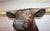 Rustic Mid 20th Century Texas Longhorn Mounted Bull For Sale - Image 3 of 9