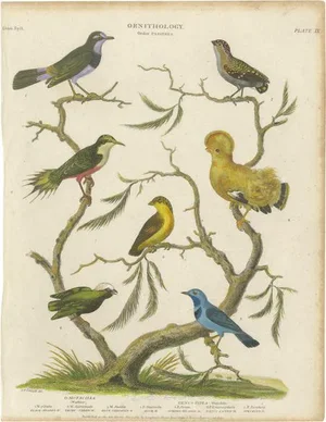 Longman, Hurst, Rees, Orme, & Brown, Ornithology Illustration, 1811, Hand-Colored Print
