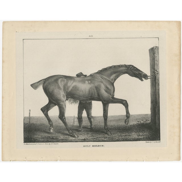 After Chalon, Muly Moloch Sporting Horse, Lithograph, 1840 For Sale - Image 3 of 9