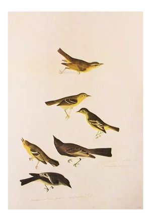 1966 Vintage Cottage Print "Flycatcher, Warbler, Vireo, Pewee & Phoebe" After John James Audubon