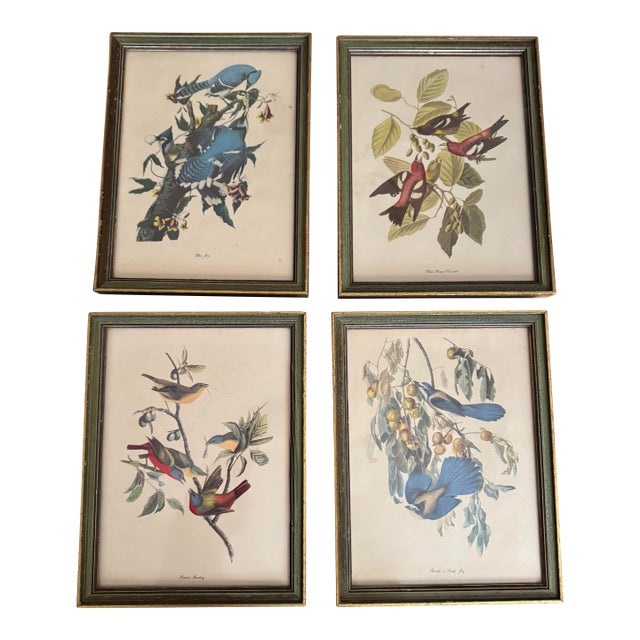 Vintage Audubon-Style Framed Bird Prints — Set of Four For Sale