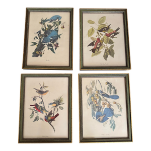 Vintage Audubon-Style Framed Bird Prints — Set of Four