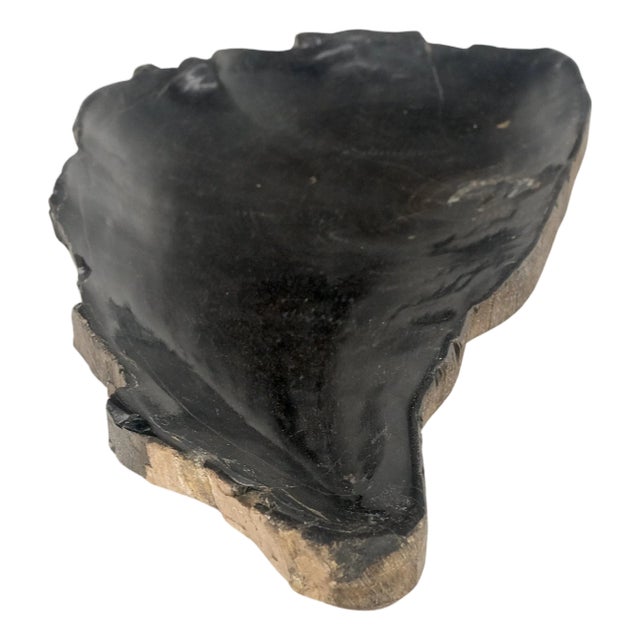 Petrified Wood Liver Shape Solid Black Elongated Bowl Dish Large Plate Ashtray For Sale