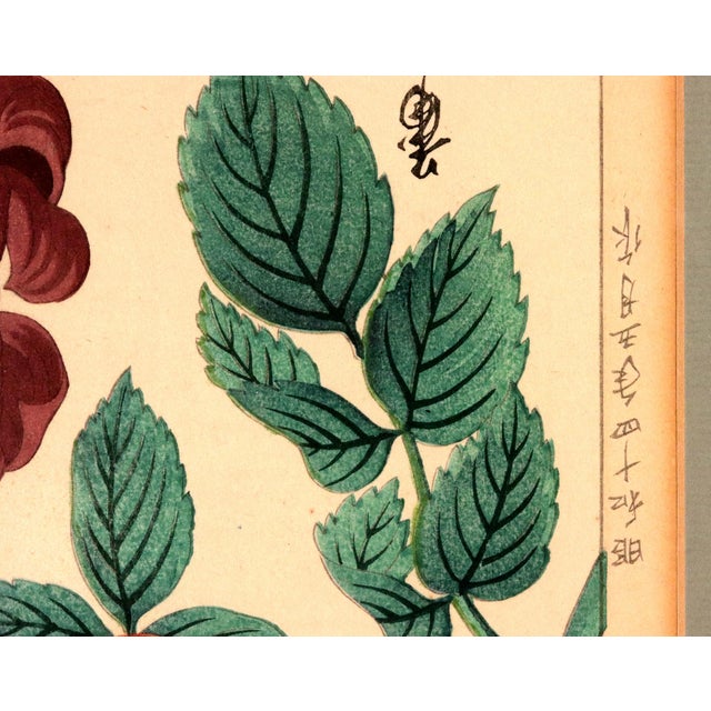 Red Japanese Woodblock Botanical Print of Three Distinct Varieties of Dahlia by Tanigami Kōnon For Sale - Image 8 of 10