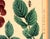 Red Japanese Woodblock Botanical Print of Three Distinct Varieties of Dahlia by Tanigami Kōnon For Sale - Image 8 of 10
