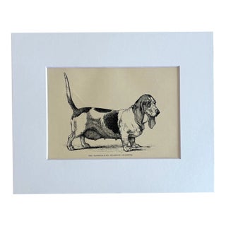 Antique Dog Print in 8 x 10 Mat, ca. 1890: "The Bassethound Champion Chopette" For Sale