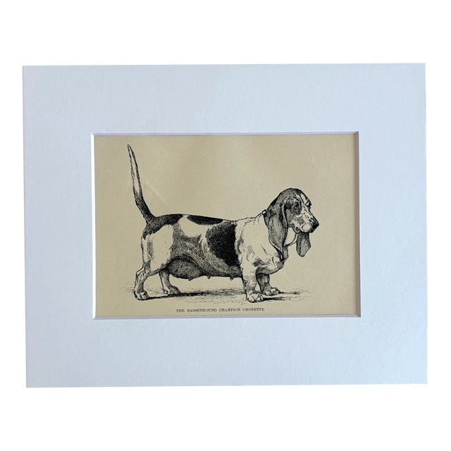 Antique Dog Print in 8 x 10 Mat, ca. 1890: "The Bassethound Champion Chopette" For Sale