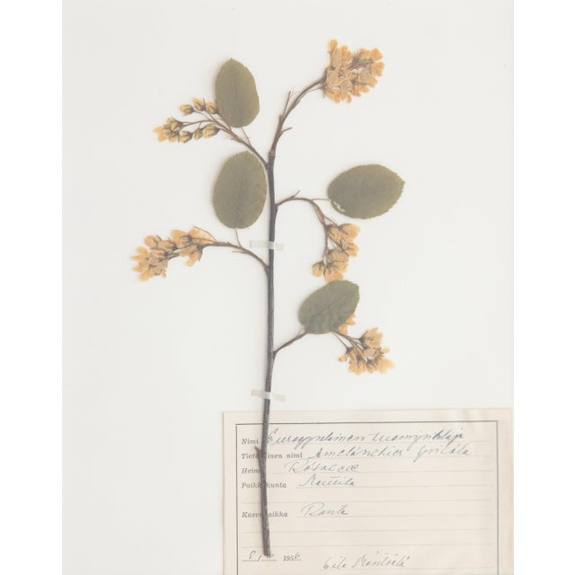 Custom Framed Vintage Finnish Herbarium Botanical Specimens - Set of Four For Sale - Image 12 of 18