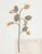 Custom Framed Vintage Finnish Herbarium Botanical Specimens - Set of Four For Sale - Image 12 of 18