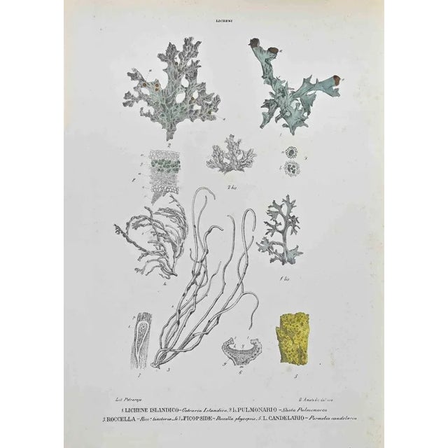 Lithograph hand watercolored. Belongs to the Series "Atlante di Botanica popolare ossia Illustrazione di Piante Notevoli...