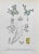 Lithograph hand watercolored. Belongs to the Series "Atlante di Botanica popolare ossia Illustrazione di Piante Notevoli...