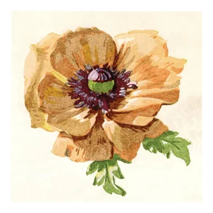 Pignier, Flowerhead 4, Unframed Artwork